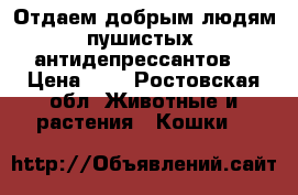 Отдаем добрым людям пушистых «антидепрессантов» › Цена ­ 1 - Ростовская обл. Животные и растения » Кошки   